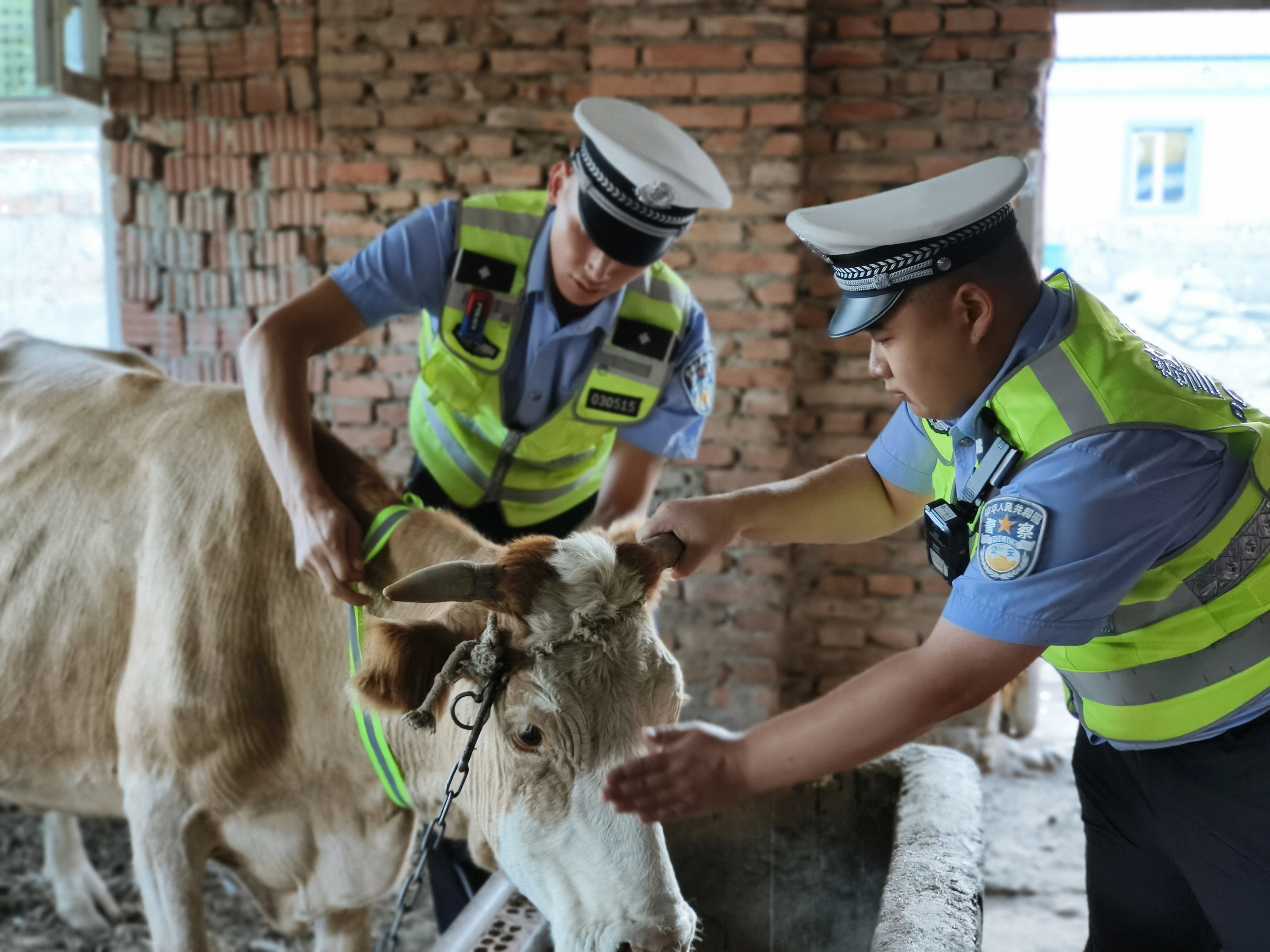 民警走进农牧民家中为牲畜绑反光带.jpg