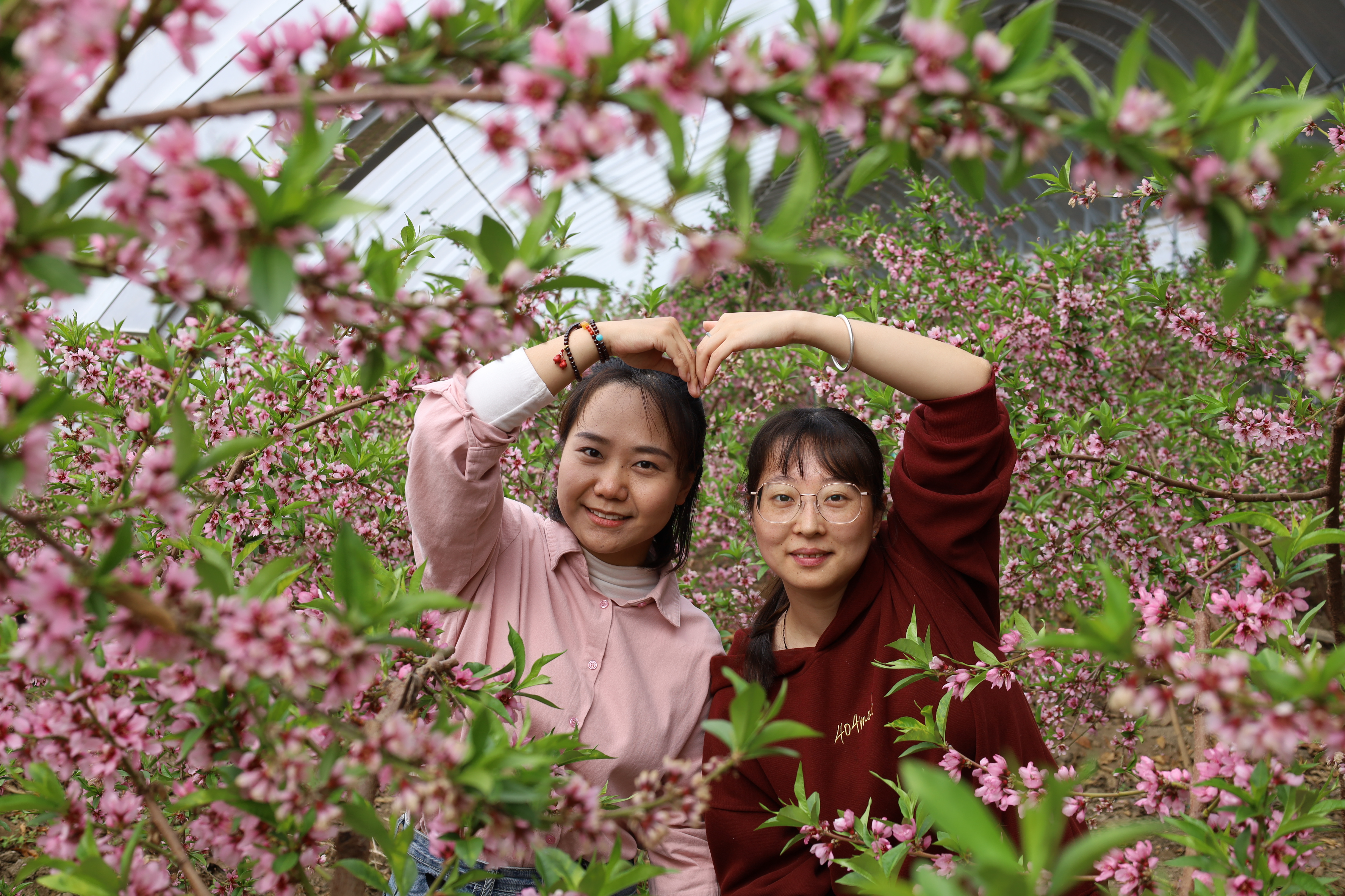 市民、游客在桃树下拍照留念，与繁花同框。